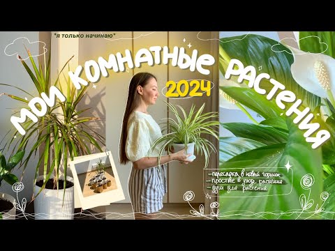 Видео: моя коллекция растений 2024 // пересаживаем цветок 🪴 // самые неприхотливые растения для новичков 🌿