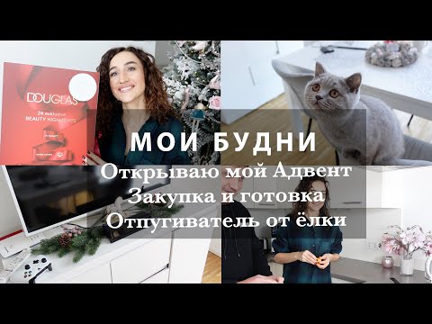 Видео: ЗРЯ ЗАВЕЛИ КОШКУ?! ОТКРЫВАЮ МОЙ АДВЕНТ КАЛЕНДАРЬ. ОТПУГИВАТЕЛЬ ОТ ЁЛКИ ГОТОВ! МОЙ БЫТ. ВЛОГ