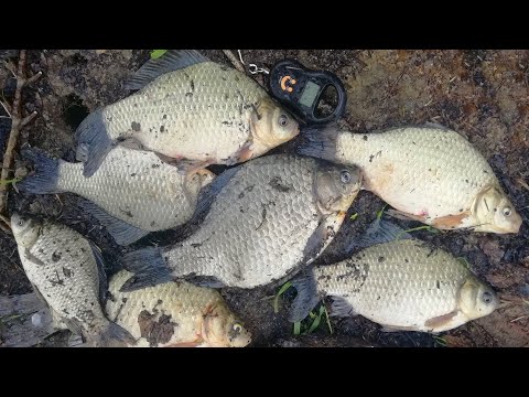 Видео: НЕ КАРАСИ, А ЛАПТИ!!! РЫБАЛКА ПОСЛЕ ПОЖАРА! Плотва, окунь, щука, карась в лесном озере!