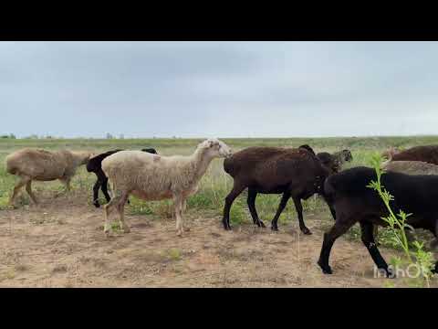 Видео: Овец больше не пасем! Вопрос с ними решен, увезли их.