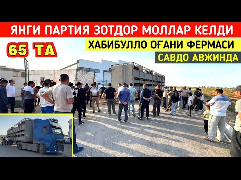 Видео: ЯНГИ ПАРТИЯ ЗОТДОР МОЛЛАР КЕЛДИ ХАБИБУЛЛО ОҒАНИ ФЕРМАСИ 28-СЕНТАБР !!! ХОРАЗМ БОЗОР 