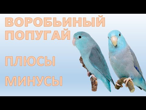 Видео: Стоит ли заводить Воробьиного попугая #forpus
