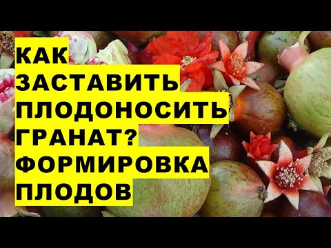 Видео: Как сформировать нужное количество плодов на гранате в августе?