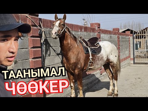 Видео: Жаныбекте ТААНЫЛГАН ЧӨӨКЕР КЕЛДИ💥12 февраля 2024 г.