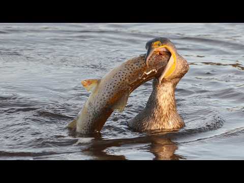Видео: Лучше любой удочки - Искусный рыбак с поистине бездонным желудком - БАКЛАН В ДЕЛЕ!