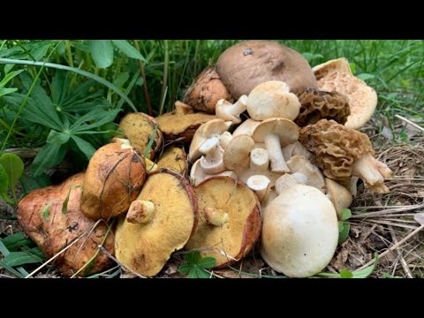 Видео: Знайшов 7 видів грибів 🧺🍄 Гриби у травні 🌿Рядовка травнева, Маслюки, Трутовики🌿🌿🌿Весняні гриби