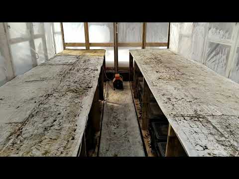 Видео: Что сделать, чтобы РАССАДА ЦВЕТОВ была БЕЗУМНО КРАСИВАЯ? Мы делаем так!