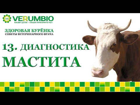 Видео: Диагностика мастита у коров