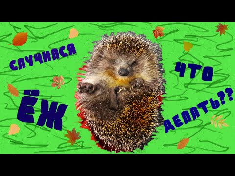 Видео: Нашли ежа, что делать? Ёжик внезапно вышел из спячки.