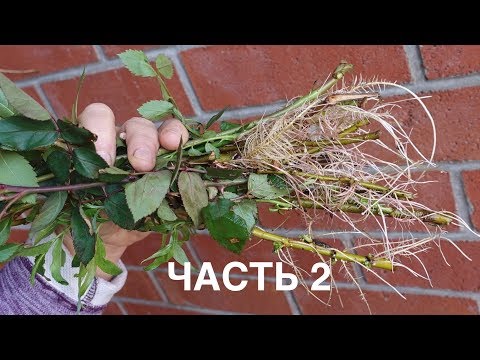 Видео: Как укоренить практически всё без корневого гормона.Часть 2.