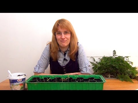 Видео: Томаты. Рассада. (ч.2)