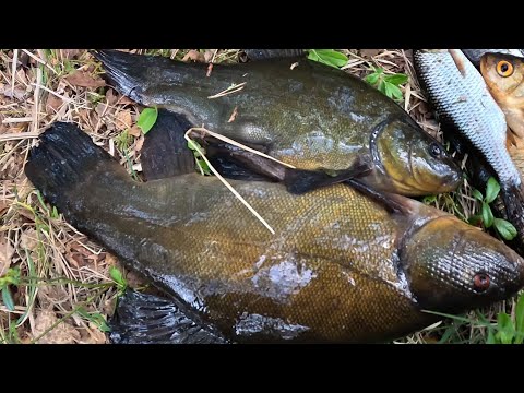Видео: Ещё одна рыбалка  Но линя я взял!!!!!