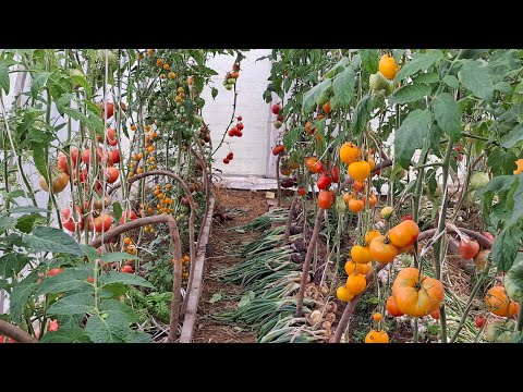 Видео: Обзор томатов в августе