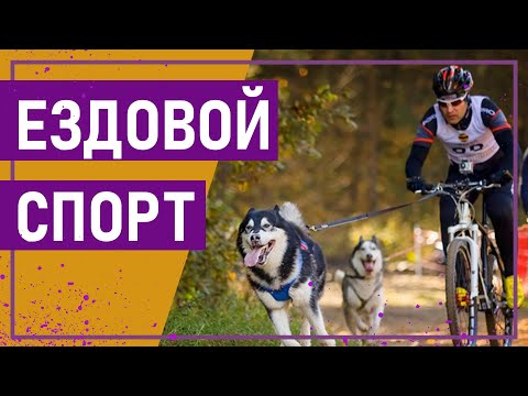 Видео: Вот это спорт! ЕЗДОВОЙ СПОРТ