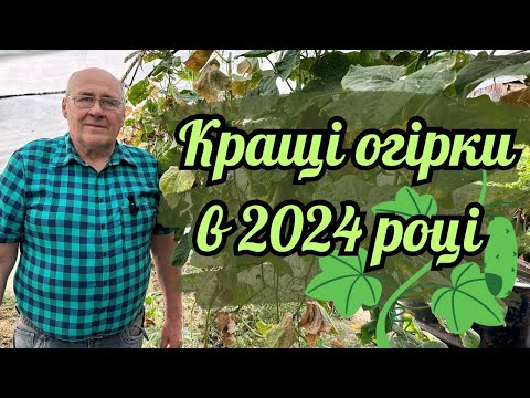 Видео: Кращі огірки в 2024 році