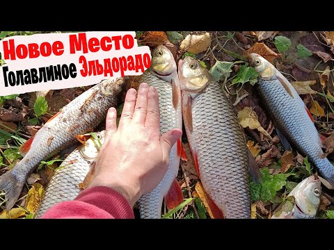 Видео: Рыбалка на фидер р.Дёма Изучаем Новое Место - Попали на Голавлиное Эльдорадо