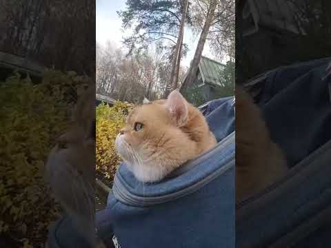 Видео: MurKino в прямом эфире!