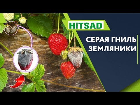 Видео: Серая гниль земляники ✔️ Обработка земляники Весной 👍