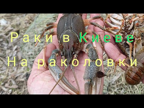 Видео: Ловля раков на раколовки ранней весной