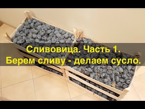 Видео: Сливовица, ч.1. Перерабатываем сливу, готовим сусло.