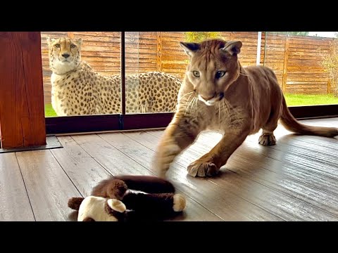 Видео: Как Месси заставил Герду завидовать ему! | Сложные и смешные взаимоотношения пумы и гепарда