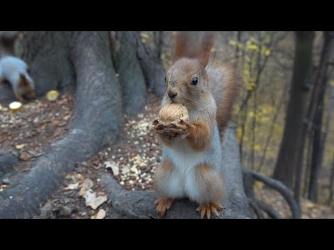 Видео: Покормил Толстую и Рыжую. Зарисовка / I fed Tolstaya and Red One. The sketch