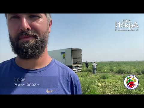 Видео: Фермерские будни 7-15 августа. Новопавловск, Ставропольский край. Арбузы.