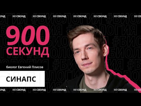 Видео: Химия мозга, или как работает синапс — за 900 секунд