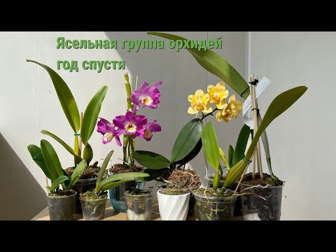Видео: "Ясельная" группа орхидей год спустя.