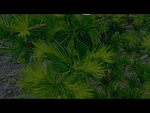 Видео: 🌲Лиственница.Формируем крону и сдерживаем высоту.