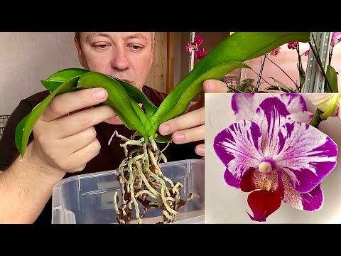 Видео: ЦАРСКАЯ ОРХИДЕЯ с кошачьими соками, ПОТРОШЕНИЕ, стимулирование и ПЕРЕСАДКА орхидеи