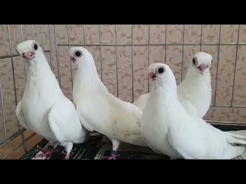 Видео: Охота Владимира из города Ишим.