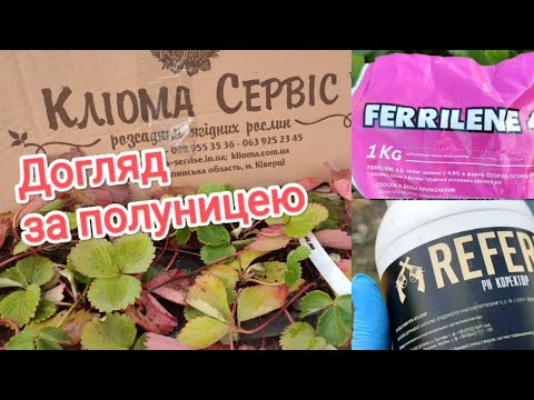 Видео: Полуниця не любить лужну землю. Отримала нові сорти 🍓