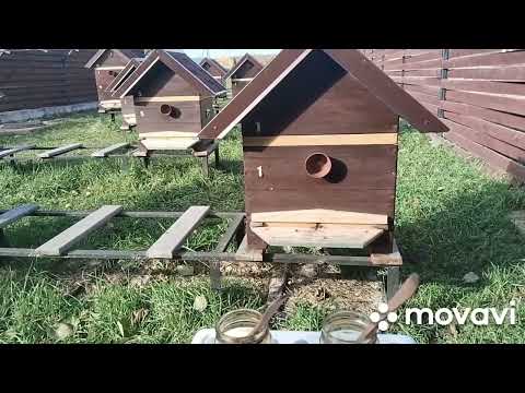 Видео: #Мёд, 99%пчеловодов обыкновенные мошенники (Эльфийский мёд из Кали-Юги)