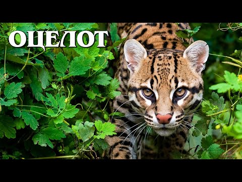 Видео: Оцелот: Уменьшенная версия леопарда | Интересные факты про кошек