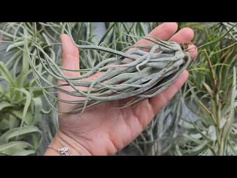 Видео: Поступление тилландсий август 2023