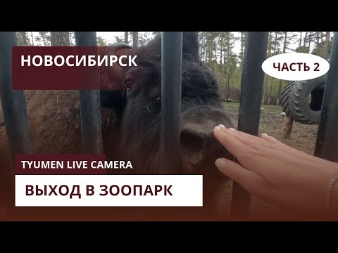 Видео: Новосибирск. Часть 2. Соревнования и Зоопарк.