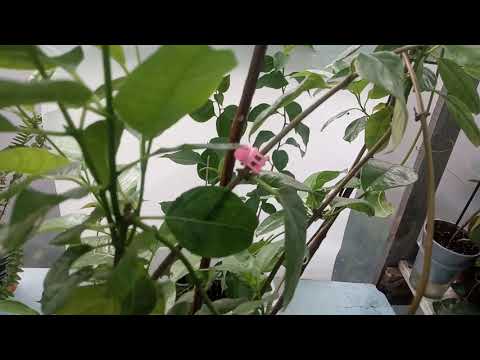 Видео: 😠😧Почему не цветёт Дипладения и Бугенвиллея⁉⁉🌺🤓