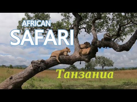 Видео: African Safari Tansania Сафари Африка Танзаниа Занзибар
