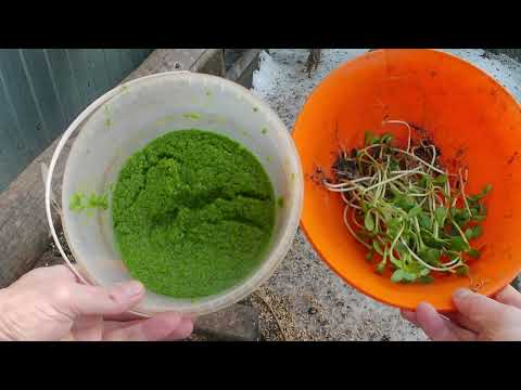 Видео: Ряска на корм домашней птице. Выращивание ряски в подвале круглый год. Состав ряски.