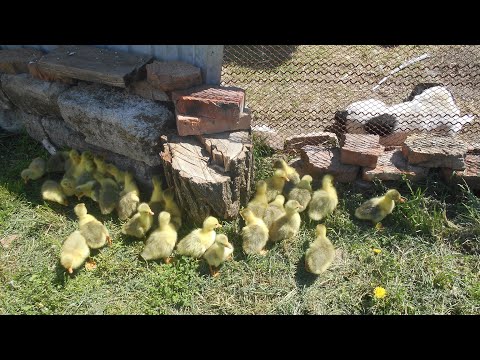 Видео: Инкубация гусиных яиц в домашних условиях