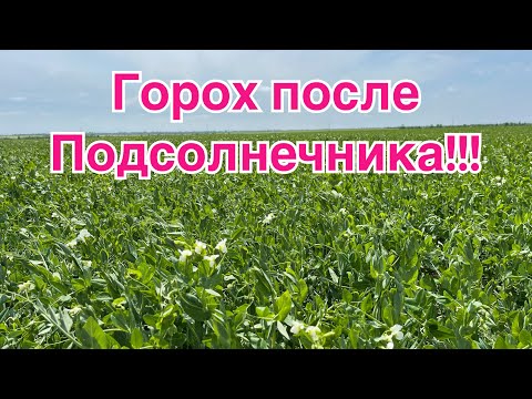 Видео: Пшеница 🔥 а горох пока жив!