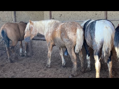 Видео: Жылқы бордақылау 7