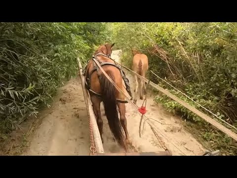 Видео: КОБИЛА НА ПРОДАЖУ 💵/ЩИРА КОБИЛА🐎/ВОЗИМО ПІСОК МАРІЧКОЮ/РОБОТА 💯