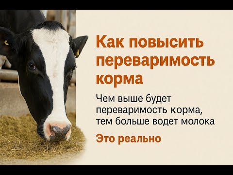 Видео: Повышайте переваримость кормов, это реально. Чем выше переваримость корма, тем больше молока