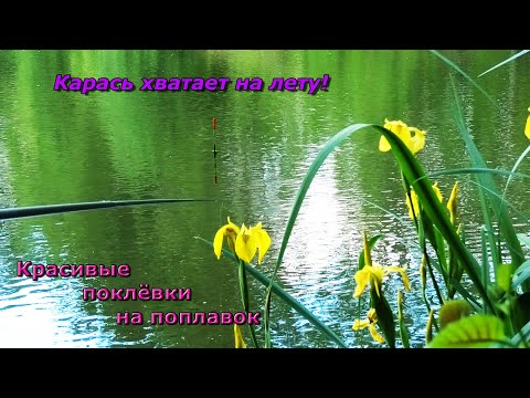 Видео: За забором, в зарослях, скрывался брошенный водоем. А там, РЫБАЛКА МЕЧТЫ!
