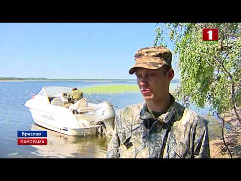 Видео: На Браславских озерах расплодившиеся бакланы массово уничтожают рыбу. Панорама