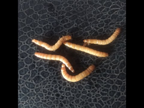 Видео: Мучной червь  Живой корм для кур 1