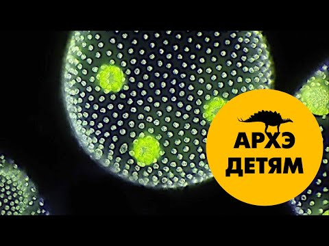Видео: Самые простые животные. Легко ли жить без органов?| Вадим Марьинский  (выпуск 2)