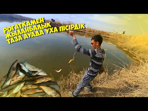 Видео: Рогаткамен жыланбалық ұстадым,  уха пісіріп таза ауада тамаша демалыс болды